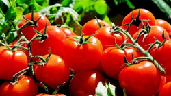 Përbërësi “sekret” i domates që i nevojitet lëkurës