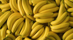 Banane e pjekur shumë apo pak – kur duhet konsumuar për vlera të plota