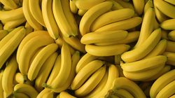 Banane e pjekur shumë apo pak – kur duhet konsumuar për vlera të plota