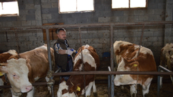 Malisheva e shqetësuar për ndërprerjen e repelimit të kafshëve, andej vijnë ethet vdekjeprurëse