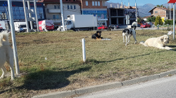 Pushteti në Pejë ngre dyshime për trajtimin e qenve endacakë