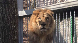 Luani i cili po mbahet i mbyllur në kafazin e një restoranti në Gjilan, dyshohet se është kontrabanduar