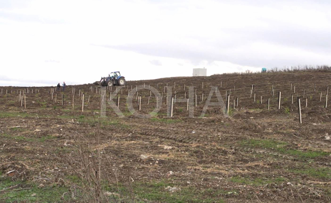 KEK-u synon ta shndërrojë deponinë e hirit në oazë të gjelbër, u mbollën 3500 fidanë