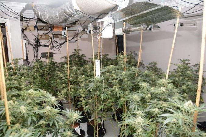 Arrestohen 7 shqiptarë në Angli, kishin mbjellë drogë me vlerë 1 mln paund