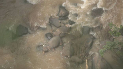 Në Tajlandë, gjashtë elefantë ngordhin duke u munduar ta shpëtojnë njëri-tjetrin 