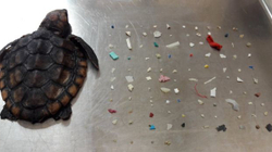 Breshkës në Florida i gjenden 104 copa plastike vdekjeprurëse në stomak