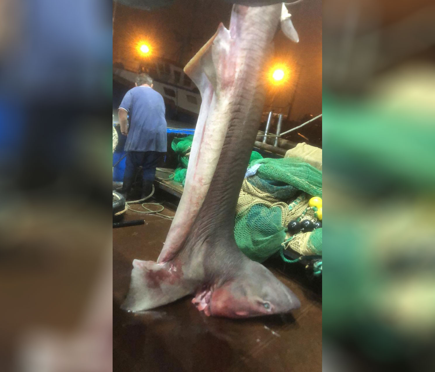 A shark 4.5 meters long and 450 kilograms was caught in Durrës