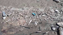 Ec Ma Ndryshe: Organet përgjegjëse ta zbardhin rastin e ngordhjes së peshqve në Drinin e Bardhë