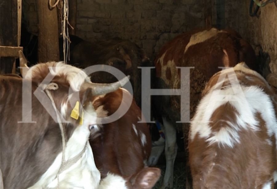 Foto: Koha / ilustrim