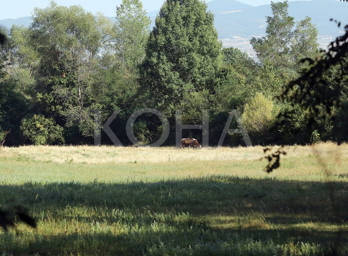 Foto: Alban Bujari/Koha Ditore