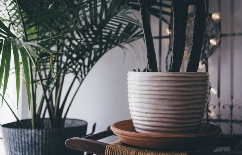 La fume de cigarette affecte ngativement la croissance des plantes  la  maison - KOHA.net