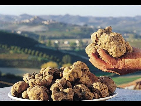 Kushton 3 mijë euro 1 kg, bima e rrallë që rritet në Shqipëri