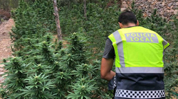 Sekuestrohen në Spanjë 800 kg marihuanë, arrestohen shqiptarët