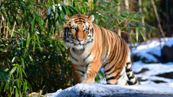 Tre të lënduar gjatë sulmit të tigrit në një park në Japoni