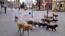 Nis projekti për menaxhimin dhe kontrollin e qenve endacakë në Kosovë
