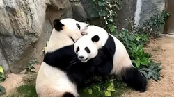 Pandat nuk janë më specie në rrezik, thonë në Kinë