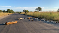 Afrika në karantinë, luanët pushtojnë rrugët