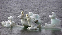 Deri në vitin 2050 stinët e verës pa akullnaja në Detin Arktik