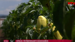Specat, të preferuarit e kosovarëve