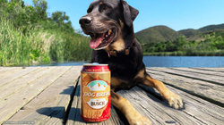 Del birra për qentë, mund ta pijë dhe pronari