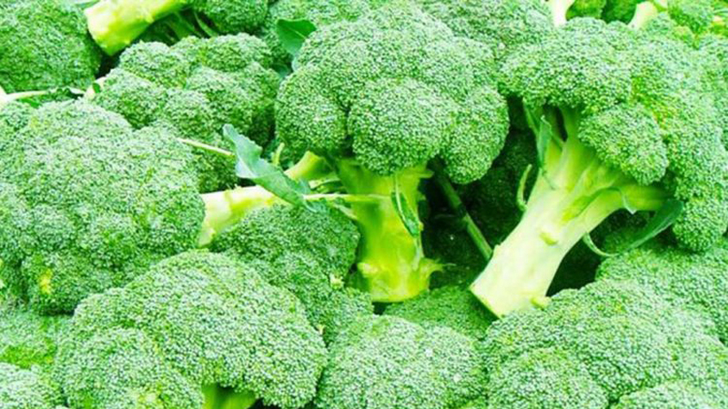 Brocoli : avantages et propriétés de ce légume
