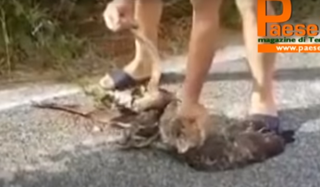 Një “luftë pa fitues” e shqiponjës dhe gjarprit
