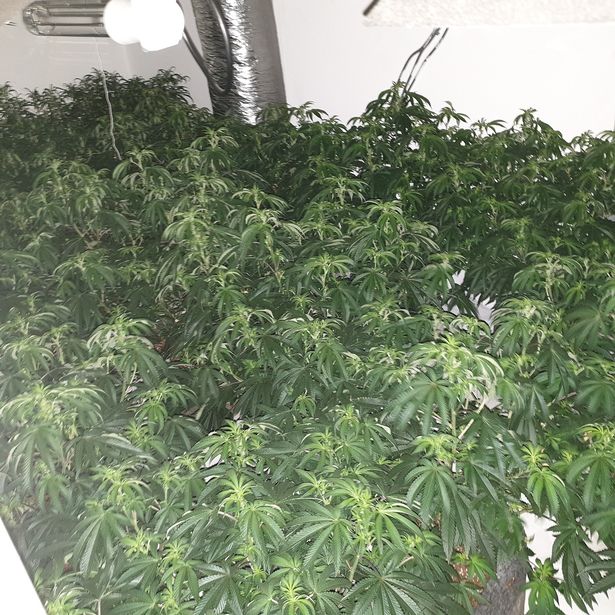 Droni i Policisë në Angli kap dy plantacione me kanabis, arrestohen dy shqiptarë