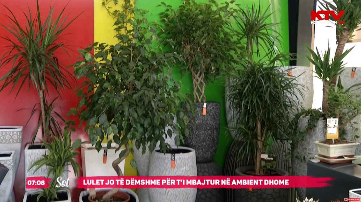 Lulet jo të dëmshme për t'i mbajtur në ambient dhome