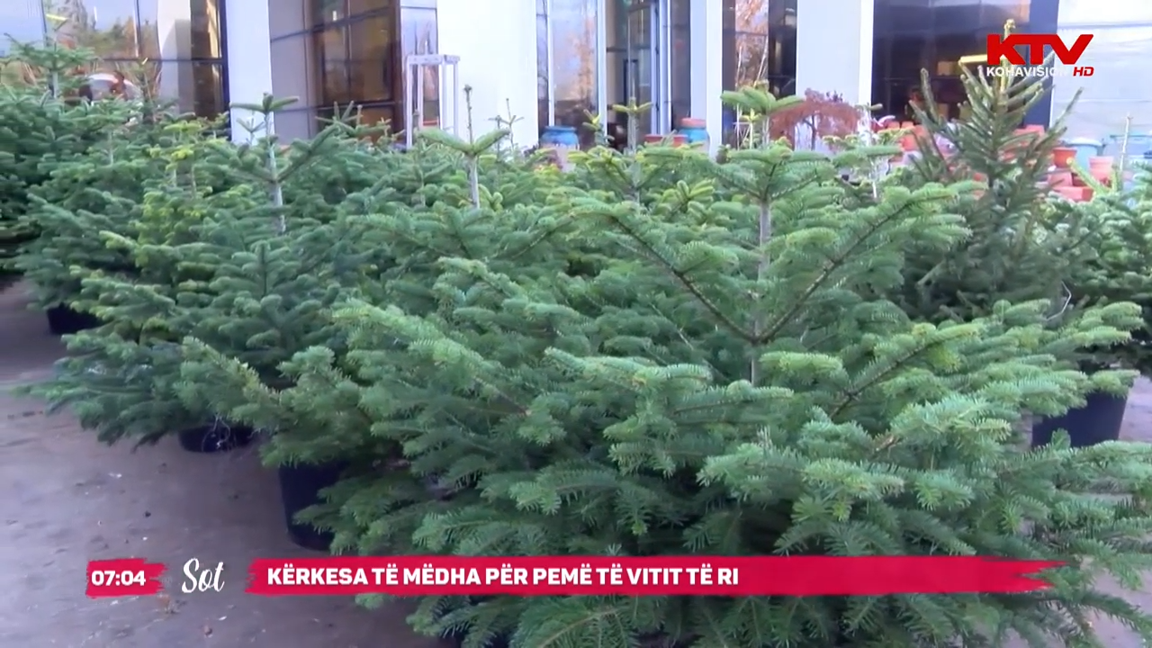 Kërkesa të mëdha për pemë të Vitit të Ri