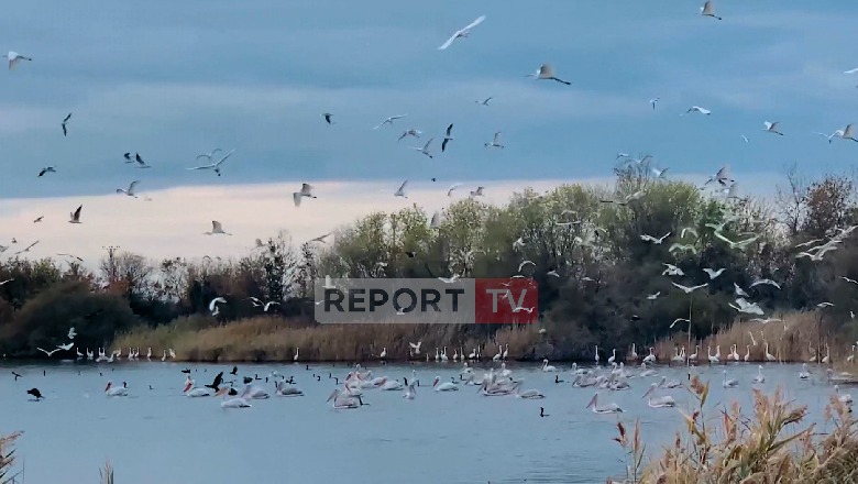 Moti i dhjetorit shtyn shtegtimin e flamingove dhe pelikanëve kaçurrelë, dhurojnë spektakël në Kune-Vain