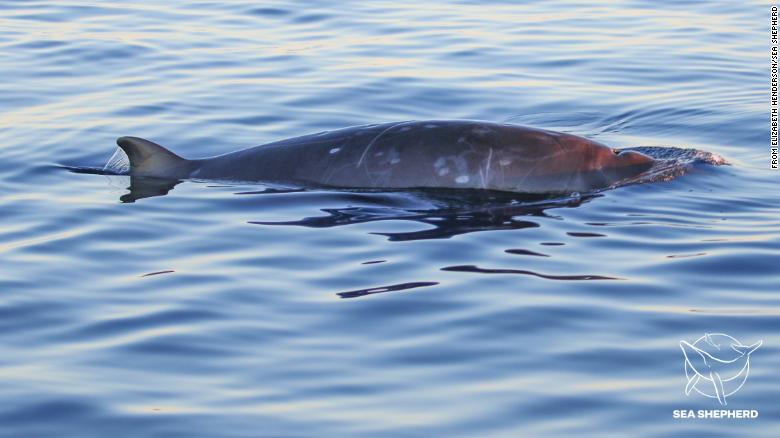 Zbulohet një specie e re në Meksikë, nuk përputhet me asnjë që dihet se ekziston