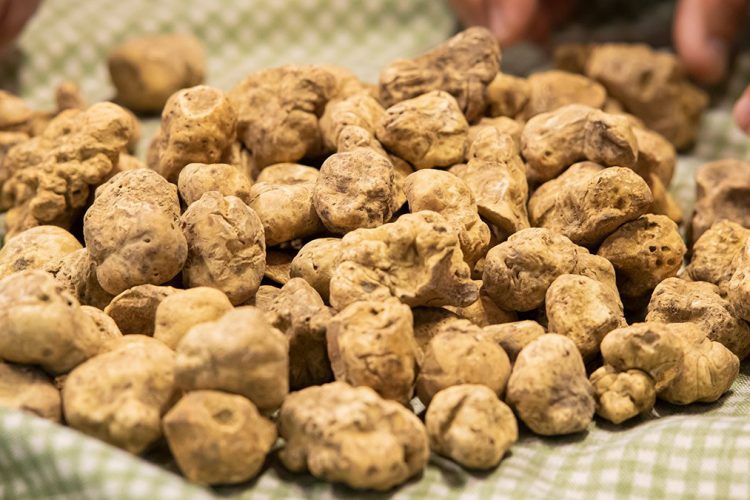Tartufi shqiptar, biznesi fitimprurës që sjell miliona për gjuetarët e huaj