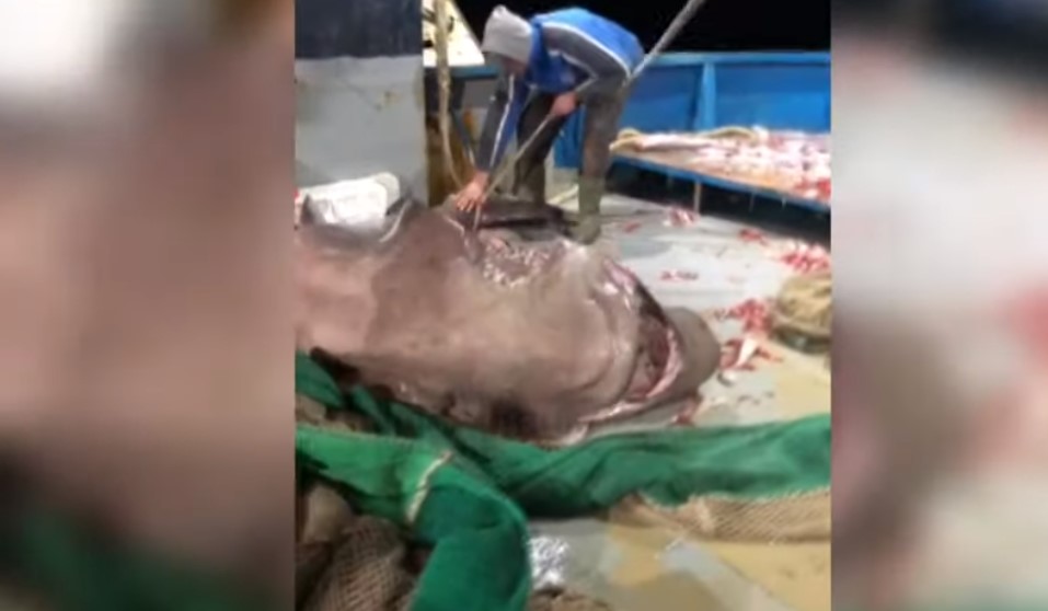 Peshkatarët e Vlorës kapin një peshkaqen të rrallë 6 m të gjatë