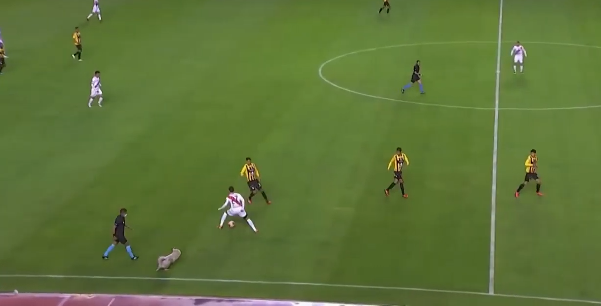 Qeni ndërpret shkurtazi një ndeshje futbolli në Bolivi
