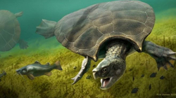 Zbulohen fosilet e një breshke me përmasa sa një veturë