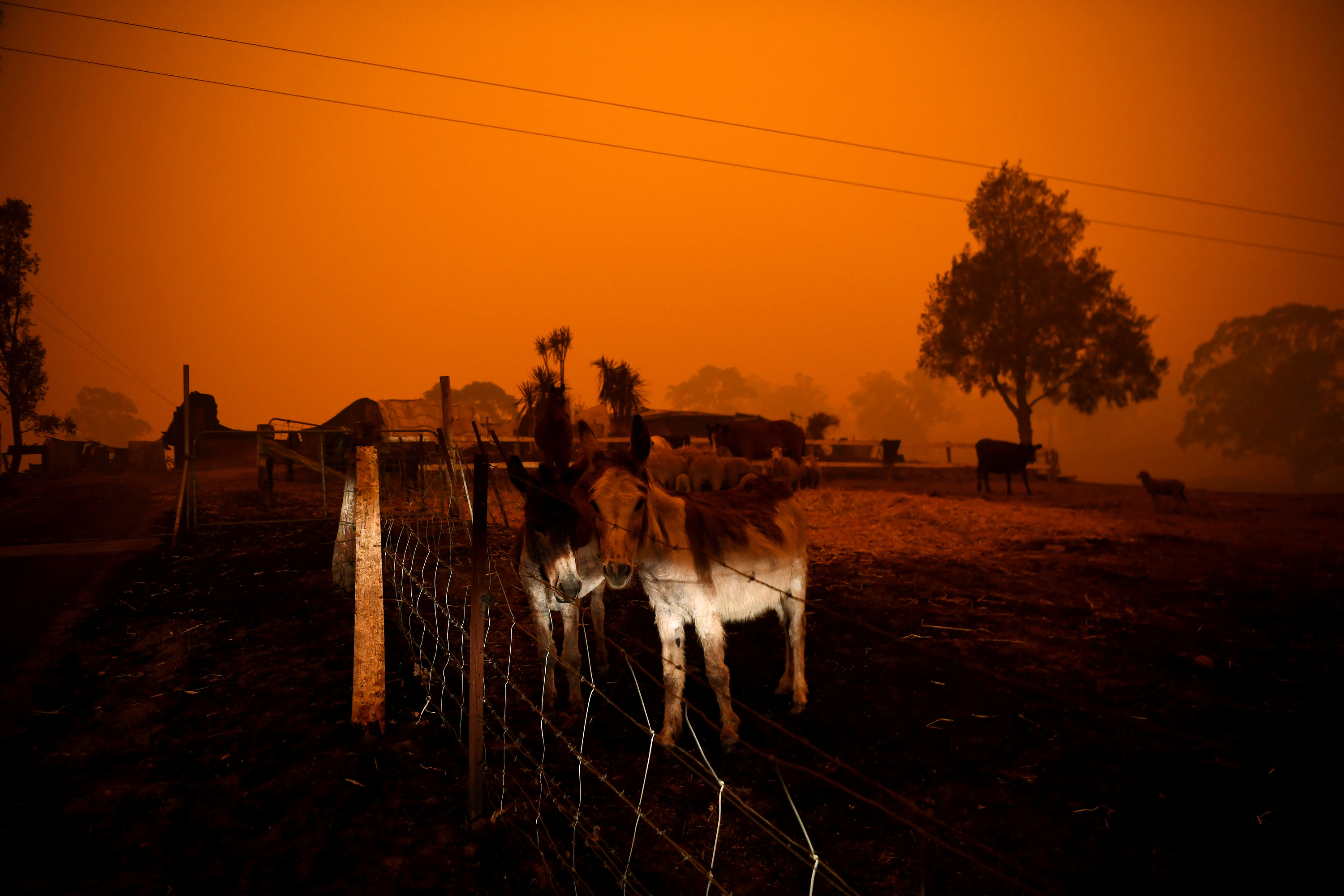 Bien temperaturat në Australi, por zjarret e fuqishme vazhdojnë të djegin vendin