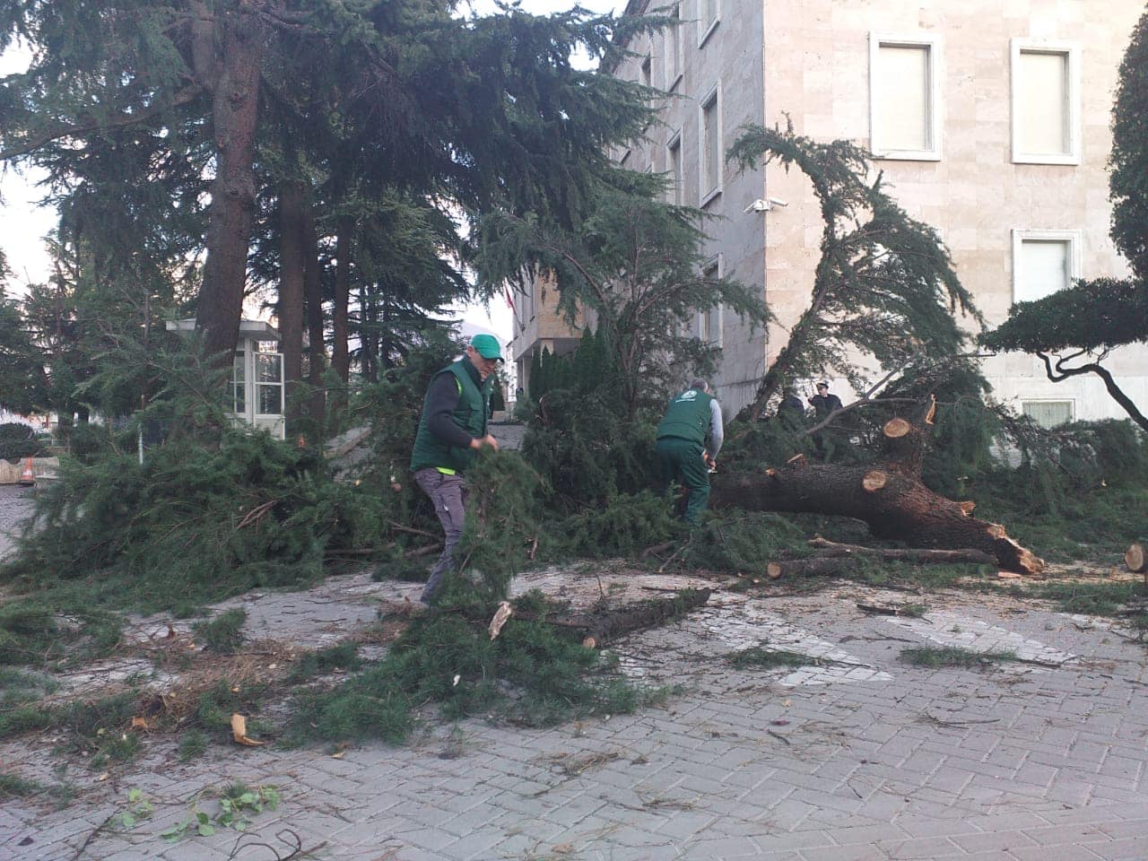 Erërat e forta rrëzojnë disa dru në Tiranë, Veliaj kërkon kujdes gjatë lëvizjeve të qytetarëve