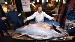 Peshku tuna 276 kilogramësh shitet për 1.6 milion euro