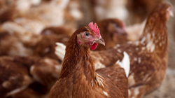 Holanda do t'i asgjësojë 48 mijë pula pas përhapjes së gripit të shpezëve