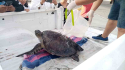 Meksikanëve po u ngutet të shpëtojnë breshkat