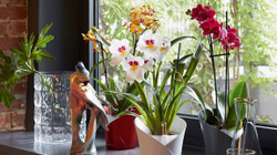 Orkidea pastron ajrin e shtëpisë, qetëson nervat dhe dhimbjen e kokës