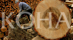 Pandemia zvogëlon eksportin e industrisë së drurit
