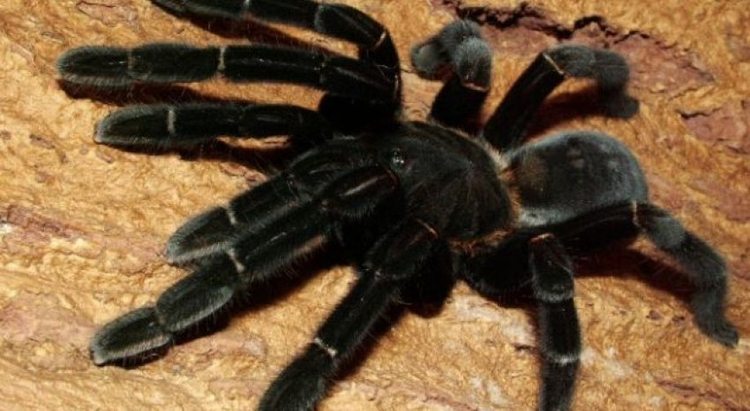 Summer in Australia: Fires, floods  deadly spiders