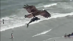 Shqiponja kap peshkaqenin dhe fluturon mbi plazh