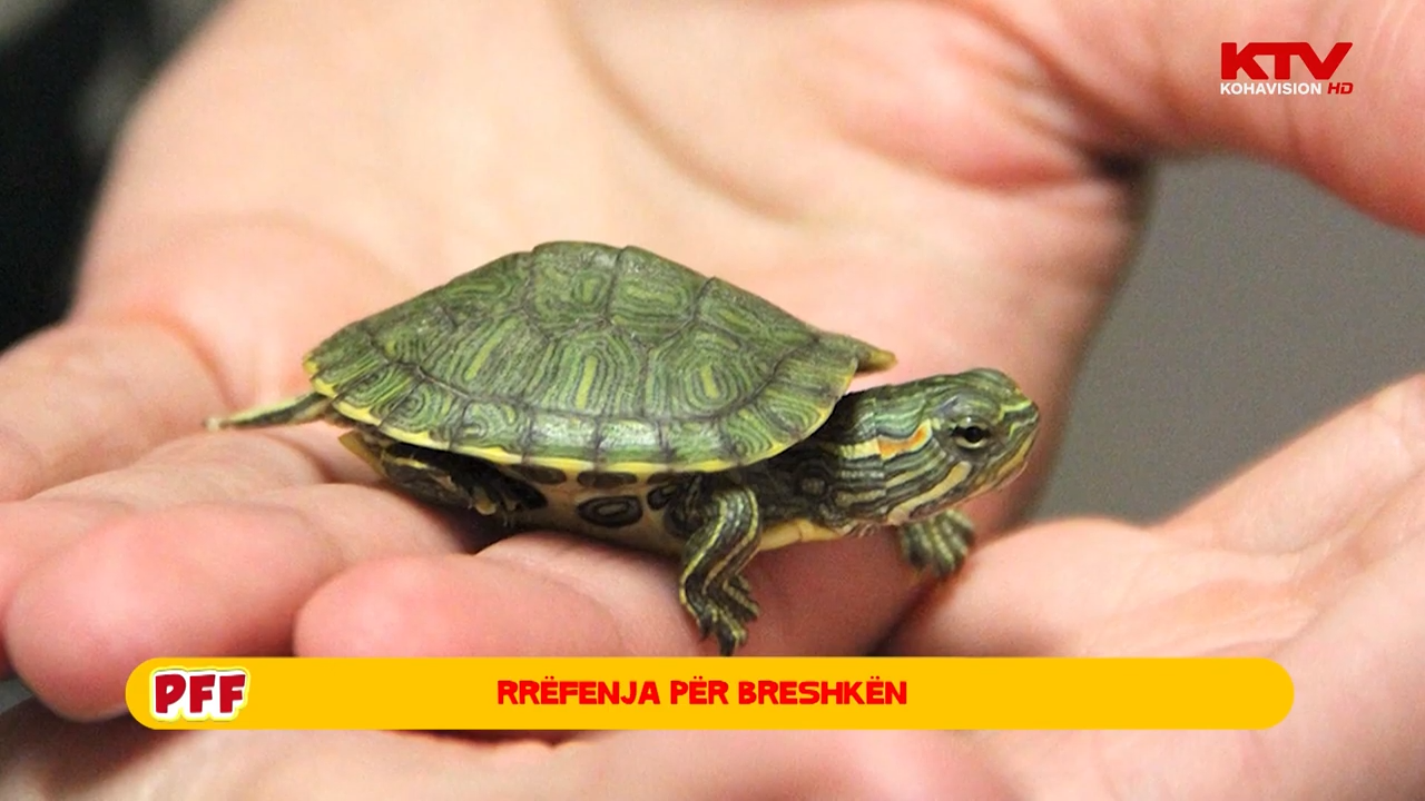Sa lloje të breshkave ekzistojnë?
