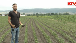 Reshjet e mbrëmshme u shkaktuan dëme të mëdha bujqve të Podujevës