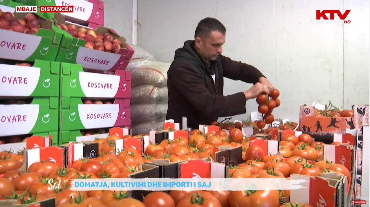 Domatja, importi dhe prodhimi i saj