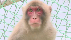 Dhjetëra majmunë ”shpëtojnë” nga një kopsht zoologjik