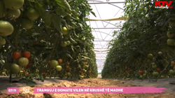 Tranguj e domate vilen në Krushë të Madhe