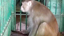 Majmuni i dehur vret një njeri dhe plagos 250 të tjerë, dënohet me burgim të përjetshëm